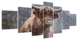 Obraz - Highlander kráva (210x100 cm)