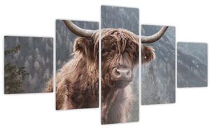 Obraz - Highlander kráva (125x70 cm)