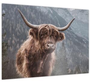 Obraz - Highlander kráva (70x50 cm)