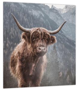 Obraz - Highlander kráva (30x30 cm)
