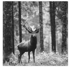 Obraz - Jelen v lese 2, černobílá (30x30 cm)