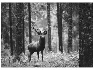 Obraz - Jelen v lese 2, černobílá (70x50 cm)