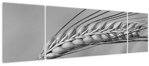 Obraz - Pšenice, černobílá (170x50 cm)