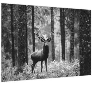 Obraz - Jelen v lese 2, černobílá (70x50 cm)
