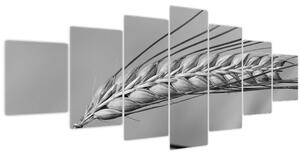 Obraz - Pšenice, černobílá (210x100 cm)