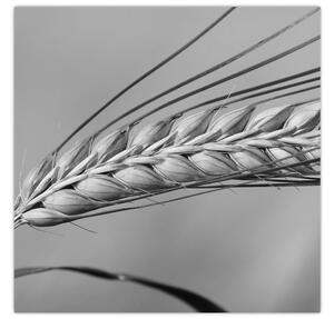 Obraz - Pšenice, černobílá (30x30 cm)