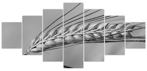 Obraz - Pšenice, černobílá (210x100 cm)