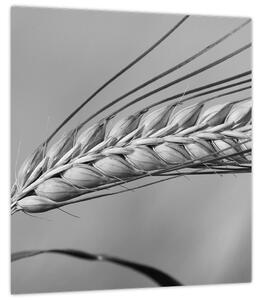 Obraz - Pšenice, černobílá (30x30 cm)