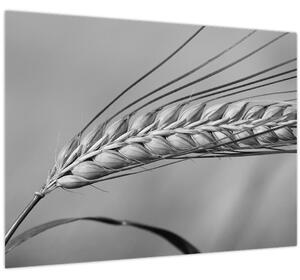 Obraz - Pšenice, černobílá (70x50 cm)