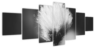 Obraz - Černobílý cottongrass (210x100 cm)