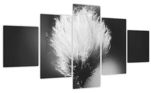 Obraz - Černobílý cottongrass (125x70 cm)
