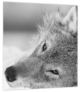 Obraz - Vlk, černobílá (30x30 cm)