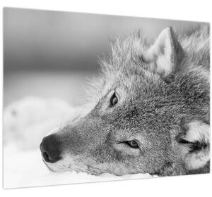 Obraz - Vlk, černobílá (70x50 cm)