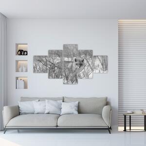 Obraz - Lišák, černobílá (125x70 cm)