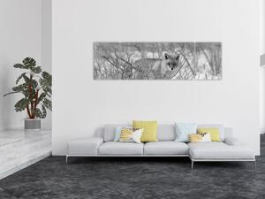 Obraz - Lišák, černobílá (170x50 cm)