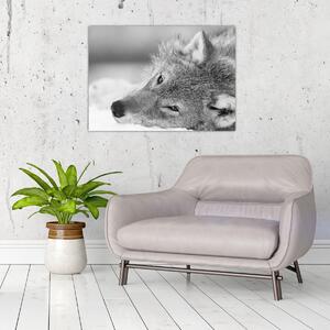Obraz - Vlk, černobílá (70x50 cm)