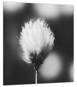 Obraz - Černobílý cottongrass (30x30 cm)