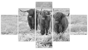 Obraz - Skotské krávy, černobílá (125x70 cm)