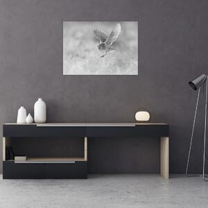 Obraz - Sova, černobílá (70x50 cm)