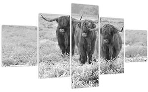 Obraz - Skotské krávy, černobílá (125x70 cm)