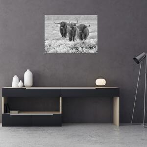 Obraz - Skotské krávy, černobílá (70x50 cm)