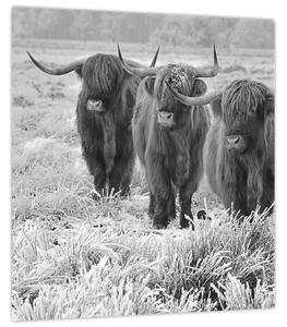 Obraz - Skotské krávy, černobílá (30x30 cm)
