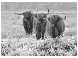 Obraz - Skotské krávy, černobílá (70x50 cm)