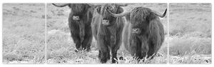 Obraz - Skotské krávy, černobílá (170x50 cm)