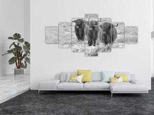 Obraz - Skotské krávy, černobílá (210x100 cm)