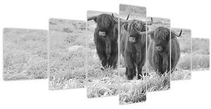 Obraz - Skotské krávy, černobílá (210x100 cm)