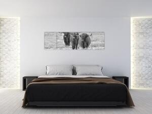 Obraz - Skotské krávy, černobílá (170x50 cm)