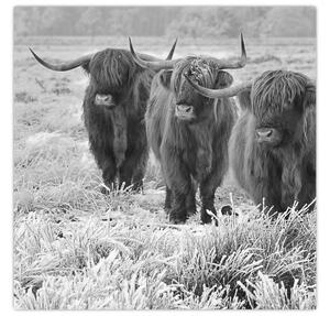 Obraz - Skotské krávy, černobílá (30x30 cm)