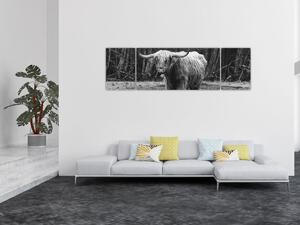 Obraz - Skotská kráva 3,černobílá (170x50 cm)