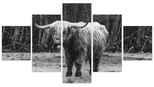 Obraz - Skotská kráva 3,černobílá (125x70 cm)