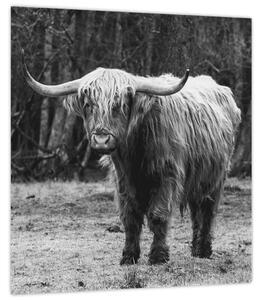 Obraz - Skotská kráva 3,černobílá (30x30 cm)