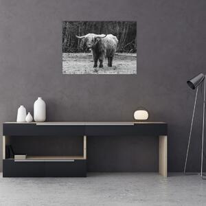 Obraz - Skotská kráva 3,černobílá (70x50 cm)