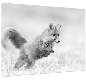 Obraz - Skákající liška, černobílá (70x50 cm)