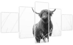 Obraz - Skotská kráva 4, černobílá (125x70 cm)