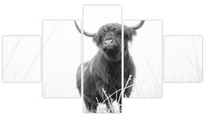 Obraz - Skotská kráva 4, černobílá (125x70 cm)