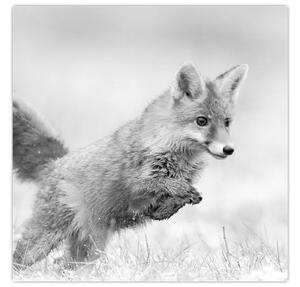 Obraz - Skákající liška, černobílá (30x30 cm)