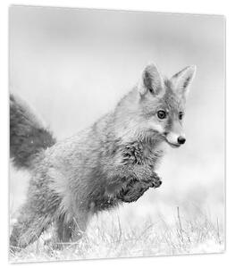 Obraz - Skákající liška, černobílá (30x30 cm)