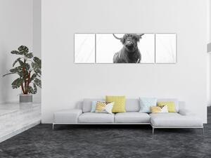 Obraz - Skotská kráva 4, černobílá (170x50 cm)