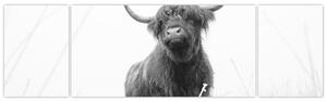Obraz - Skotská kráva 4, černobílá (170x50 cm)