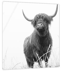 Obraz - Skotská kráva 4, černobílá (30x30 cm)