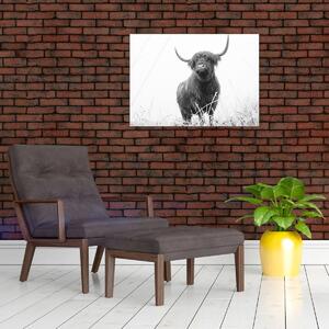 Obraz - Skotská kráva 4, černobílá (70x50 cm)