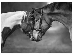 Obraz - Zamilovaní koni, černobílá (70x50 cm)