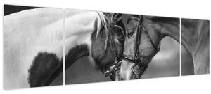 Obraz - Zamilovaní koni, černobílá (170x50 cm)