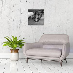 Obraz - Zamilovaní koni, černobílá (30x30 cm)
