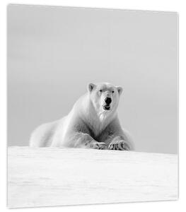 Obraz - Lední medvěd, černobílá (30x30 cm)