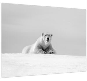 Obraz - Lední medvěd, černobílá (70x50 cm)